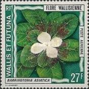 Barringtonia asiatica