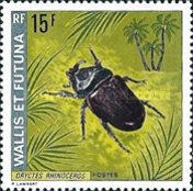 Asiatic Rhinoceros Beetle (Oryctes rhinoceros)