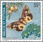 Fruit-piercing Moth (Ophideres fullonica)