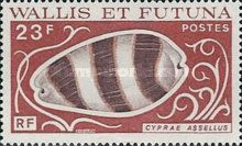 Banded Cowrie (Cypraea asellus)