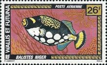 Clown Triggerfish (Balistoides conspicillum)