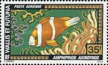 Barrier Reef Anemonefish (Amphiprion akindynos)