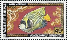 Emperor Angelfish (Pomacanthus imperator)