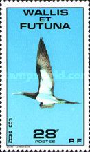 Brown Booby (Sula leucogaster)