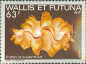 Fluted Giant Clam (Tridacna squamosa)