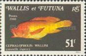 Banded-tail Coral-cod (Cephalopholis wallisi)