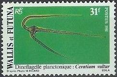 Dinoflagelle planctonique (Ceratium vultur)