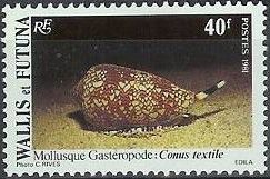 Textile Cone (Conus textile)