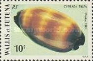 Chocolate Banded Cowrie (Cypraea talpa)