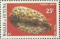 Eyed Cowrie (Cypraea argus)