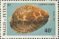 Map Cowrie (Cypraea mappa)