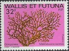 Knotted Fan Coral (Milithea ocracea)