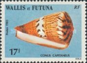 Captain Cone (Conus capitaneus)