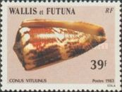 Calf Cone (Conus vitulinus)