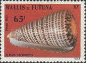 Leopard Cone (Conus leopardus)