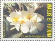 Frangipan Flowers