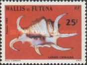 Chiragra Spider Conch (Lambis chiragra)