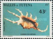 Scorpion Spider Conch (Lambis scorpius)
