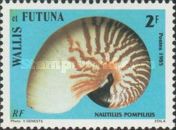 Chambered Nautilus (Nautilus pompilius)