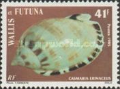 Common Bonnet (Casmaria erinaceus)