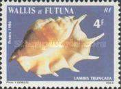 Giant Spider Conch (Lambis truncata)