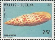 Episcopal Mitre (Mitra mitra)