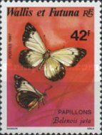 Caper White (Belanois java)