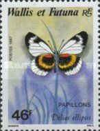 Jezebel Butterfly (Delias ellipsis)