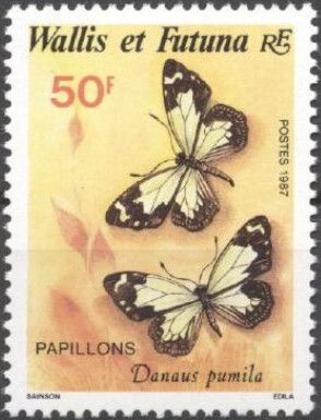 Least Tiger (Danaus pumila)
