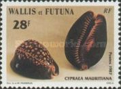 Humpback Cowrie (Cypraea mauritiana)