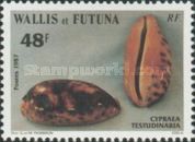 Tortoise Cowrie (Cypraea testudinaria)