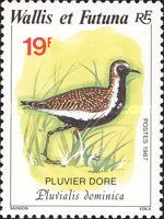 Golden Plover (Pluvialis dominica)