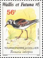 Ruddy Turnstone (Arenaria interpres)