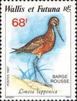 Bar-tailed Godwit (Limosa lapponica)