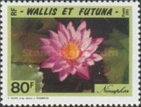Ninuphar or Waterlily