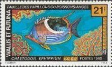 Saddle Butterflyfish (Chaetodon ephippium)