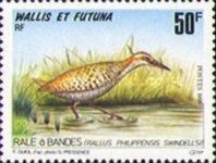 Buff-banded Rail (Rallus philippensis swindellsi)