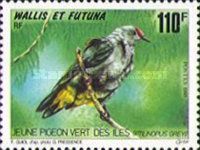 Red-bellied Fruit-dove (Ptilinopus greyi)