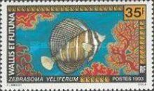 Sailfin Tang (Zebrasoma veliferum)