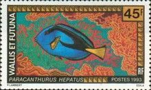 Palette Surgeonfish (Paracenthurus hepatus)