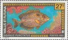Goldspotted Spinefoot (Siganus punctatus)