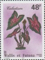 Caladium