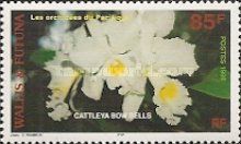 Cattleya Bow Bells