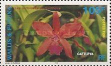 Cattleya
