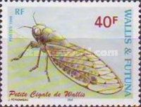 Wallis Cicada (Baeturia uveiensis)