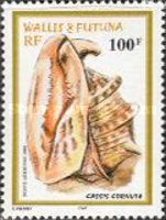 Horned Helmet (Cassis cornuta)