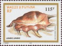 Common Spider Conch (Lambis lambis)