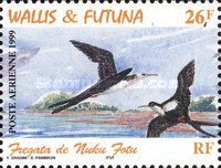 Lesser Frigatebird (Fregata ariel)