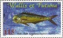 Common Dolphinfish (Coryphaena hippurus)