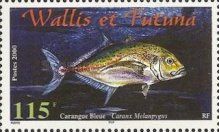Bluefin Trevally (Caranx melampygus)